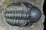 Dalejeproetus & Two Reedops Trilobite Association #174904-3